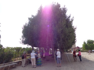 (Photograph of friends taken in June on Mount Tabor, site of the Transfiguration)